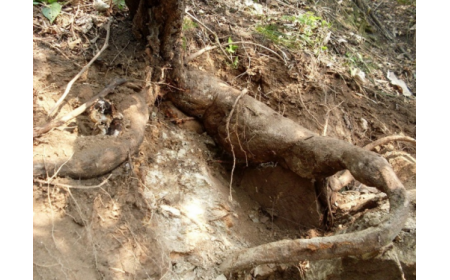 葛根粉：認(rèn)準(zhǔn) 10 年黃金期，拒絕 “年份噱頭”