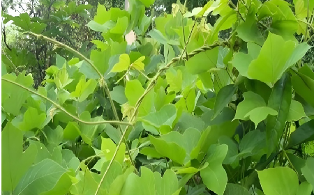 七夕寵妻狂魔就選它！二月風(fēng)雙有機(jī)野生葛根粉，健康又有文化味 