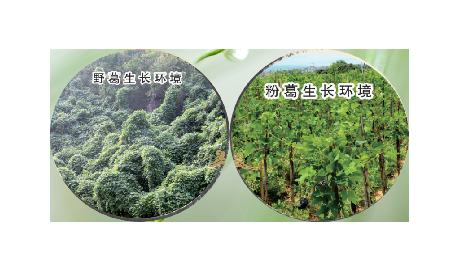 高學(xué)歷養(yǎng)生黨親測(cè)：這款雙有機(jī)野生葛根粉，憑什么成日常優(yōu)選？?